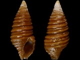 Variation29322