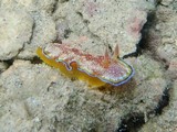 Chromodoris albopunctata