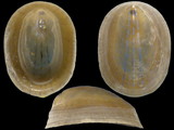 Patella pellucida