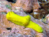 Notodoris citrina