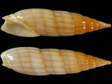 Variation29364