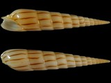 Variation29367