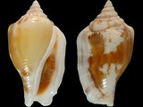 Variation39374