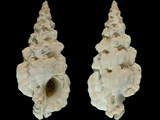 Aspella producta