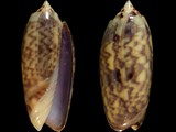 Oliva jaspidea