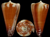Variation39394