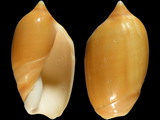 Variation29426