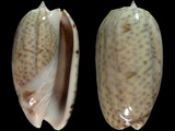 Oliva bulbosa