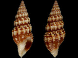 Vexillum leucozonias