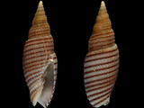 Domiporta filaris