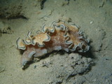 Glossodoris hikuerensis