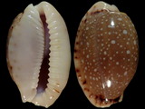 Cypraea labrolineata