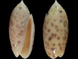 Oliva amethystina