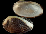 Variation49540