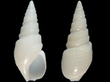 Bullia mauritiana