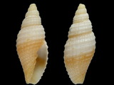 Neocancilla rufescens