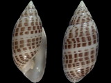 Pupa strigosa