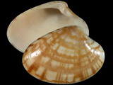 Variation29575