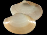 Variation19579