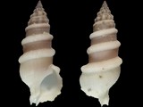 Cerithium torulosum