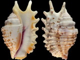 Lambis violacea