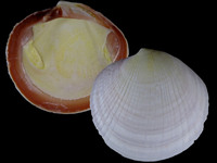 Variation39652