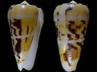 Variation39680