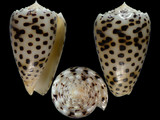 Variation39795