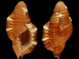 Cymatium rubeculum