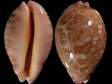 Cypraea mappa