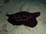 Pleurobranchus forskalii