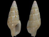 Mitrella conspersa