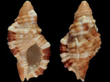 Variation39818