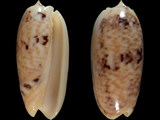 Oliva pica