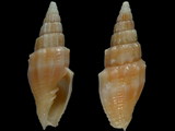 Vexillum coronatum