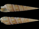 Duplicaria duplicata