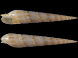 Duplicaria raphanula