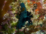 Nembrotha milleri