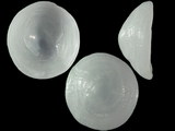 Trimusculus mauritianus