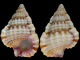 Gyrineum pusillum