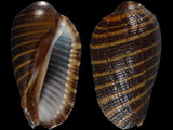 Vexilla lineata