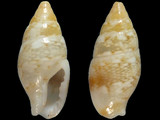 Mitrella floccata