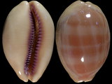 Cypraea carneola