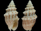 Vexillum pacificum