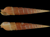 Variation39897