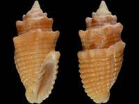 Condylomitra bernhardina