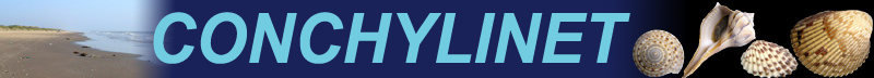 CONCHYLINET