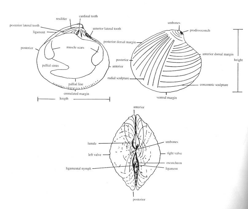 schma d'une coquille de bivalve