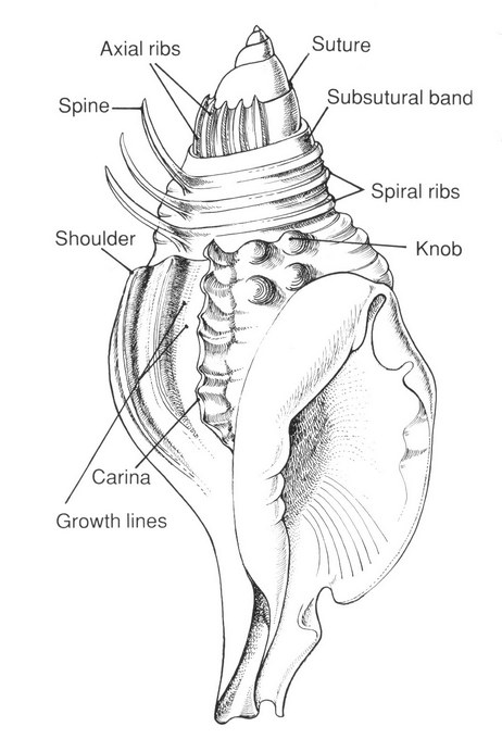Conchylinet Gastropod Shell Structure