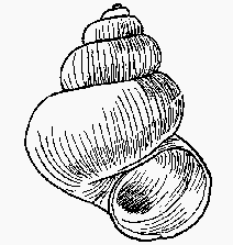 Gastropoda